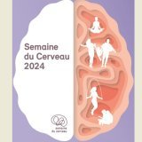 cerveau2